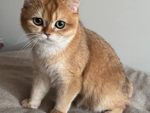 Лёвик